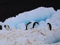 Antarctica, Paulet Island, Zodiac tour, Adelie pin