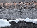Antarctica, Paulet Island, Zodiac tour, Adelie pin