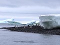 Antarctica, Paulet Island, Zodiac tour, Adelie pin