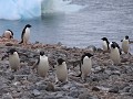 Antarctica, Paulet Island, Adelie pinguïns op het 