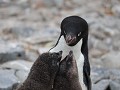 Antarctica, Paulet Island, Adelie pinguïn met 2 ku