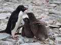 Antarctica, Paulet Island, Adelie pinguïn met 2 ku