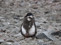 Antarctica, Paulet Island, ruiende Adelie pinguïn 