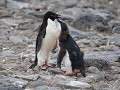 Antarctica, Paulet Island, Adelie pinguïn met kuik