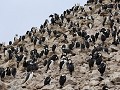 Antarctica, Paulet Island, keizer aalscholvers en 