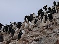 Antarctica, Paulet Island, keizer aalscholvers, Ad