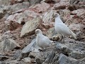 Antarctica, Paulet Island, snowy sheathbills of zu
