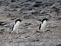 Antarctica, Paulet Island, Adelie pinguïns  
