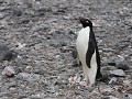 Antarctica, Paulet Island, Adelie pinguïn  