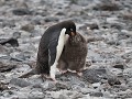 Antarctica, Paulet Island, Adelie pinguïn voedert 