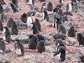 Antarctica, Paulet Island, Adelie pinguïn kuikens 