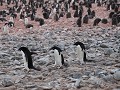 Antarctica, Paulet Island, Adelie pinguïns  