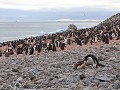 Antarctica, Paulet Island, Adelie pinguïn met kuik