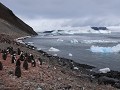 Antarctica, Paulet Island, Adelie pinguïns op het 