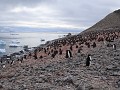 Antarctica, Paulet Island, Adelie pinguïn kolonie 