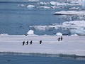 Antarctica, Antarctic Sound, Adelie pinguïns op ij