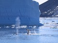 Antarctica, Antarctic Sound, bultrugwalvissen  