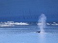 Antarctica, Antarctic Sound, bultrugwalvis