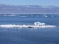 Antarctica, Antarctic Sound, ijsberg met pinguïns 