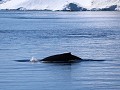 Antarctica, Antarctic Sound, bultrugwalvis  