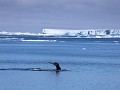 Antarctica, Antarctic Sound, ijsbergen en bultrugw