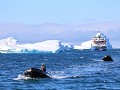 Antarctica, Brown Bluff, Zodiacs voor terugkeer na