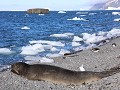 Antarctica, Brown Bluff, mannelijke zeeolifant  