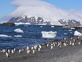 Antarctica, Brown Bluff, ezelspinguïns op het stra