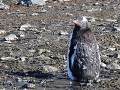 Antarctica, Brown Bluff, ruiend ezelspinguïn kuike