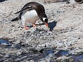 Antarctica, Brown Bluff, ezelspinguïn bouwt nest m
