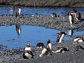 Antarctica, Brown Bluff, ezelspinguïns  