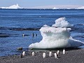 Antarctica, Brown Bluff, ezelspinguïns en aangespo