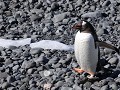Antarctica, Brown Bluff, Gentoo of ezelspinguïn  