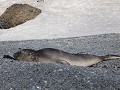 Antarctica, Brown Bluff, mannelijke zeeolifant  