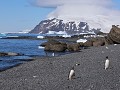 05 Antarctica, Brown Bluff, pinguïns verspreid in 