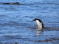 Antarctica, Hope Bay, Adelie pinguïn in het water 