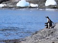 Antarctica, Hope Bay, Adelie pinguïns aan de water