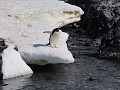 Antarctica, Hope Bay, Adelie pinguïn wil naar de o
