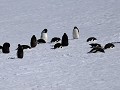 Antarctica, Hope Bay, Adelie pinguïns  