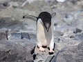 Antarctica, Hope Bay, Adelie pinguïn klaar voor ee