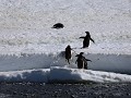 Antarctica, Hope Bay, Adelie pinguïns klimmen op h