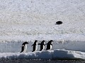 Antarctica, Hope Bay, Adelie pinguïns op het ijs 