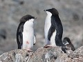 Antarctica, Hope Bay, ruiende Adelie pinguïns  