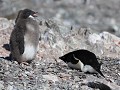 Antarctica, Hope Bay, Adelie pinguïn met ruiend ku
