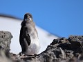 Antarctica, Hope Bay, ruiend Adelie pinguïnkuiken 