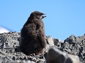 Antarctica, Hope Bay, ruiend Adelie pinguïnkuiken 