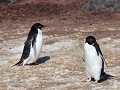 Antarctica, Hope Bay, Adelie pinguïns  