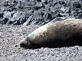 Antarctica, Hope Bay, Weddellzeehond  
