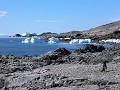 Antarctica, Hope Bay, Adelie pinguïns op het stran