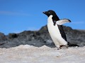 Antarctica, Hope Bay, Adelie pinguïn  